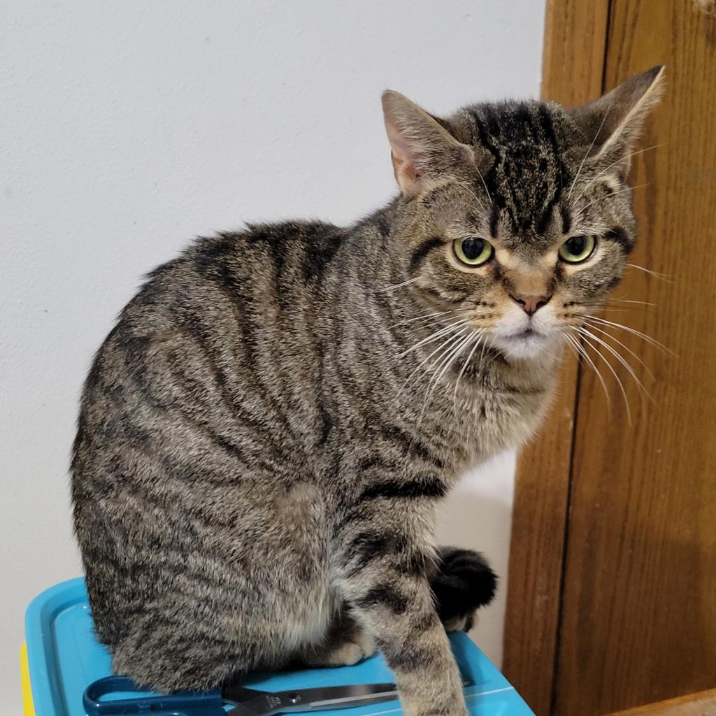 Prancer (FeLV+)