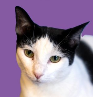 December, Young Female Domestic Short Hair