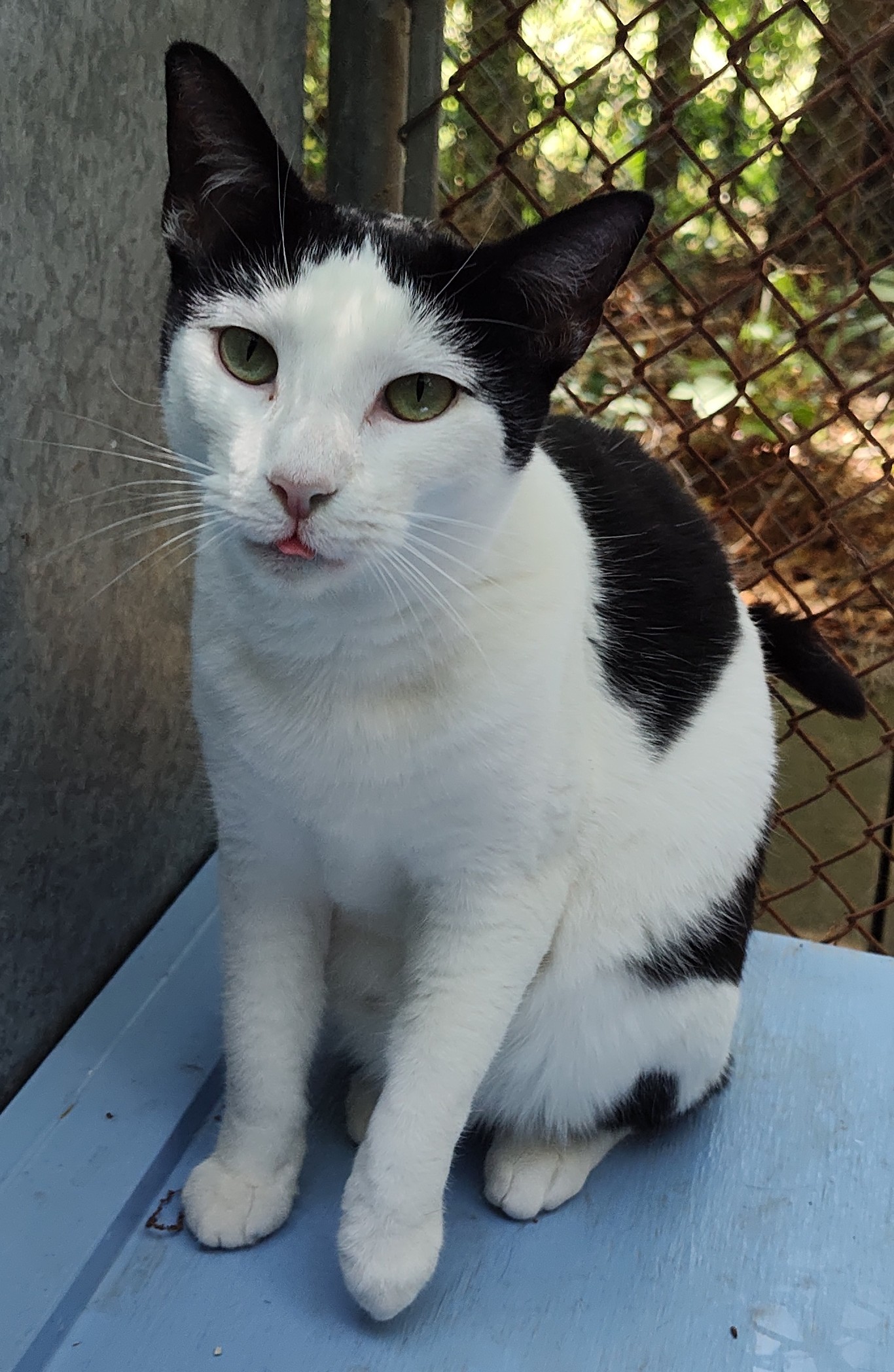 December, an adoptable Domestic Short Hair in Savannah, GA, 31406 | Photo Image 4
