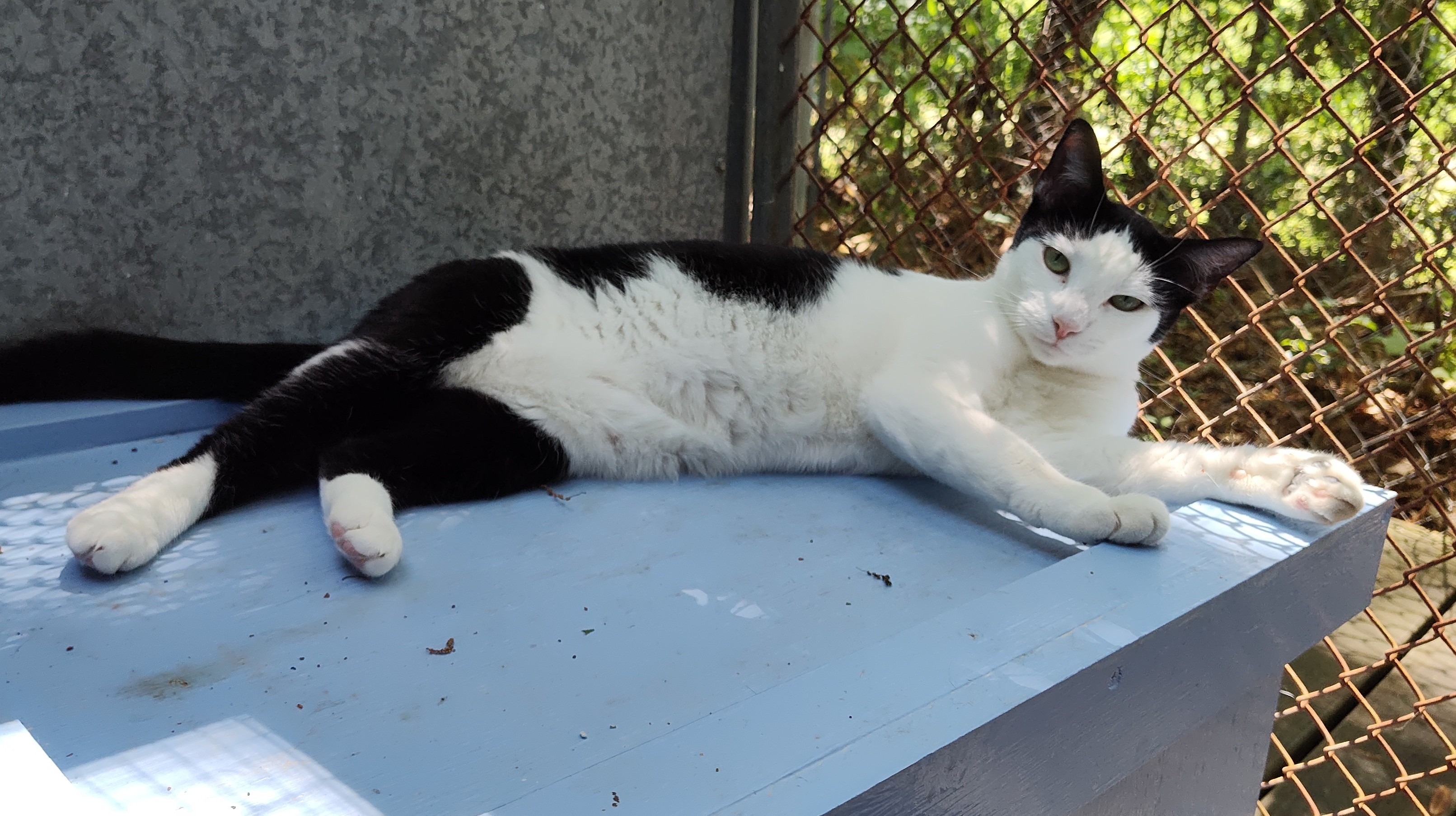 December, an adoptable Domestic Short Hair in Savannah, GA, 31406 | Photo Image 5