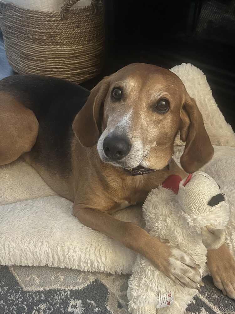 Jameson, an adoptable Foxhound in Youngsville, NC, 27596 | Photo Image 1