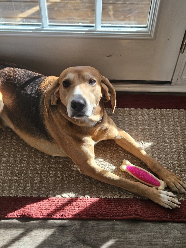 Jameson, an adoptable Foxhound in Youngsville, NC, 27596 | Photo Image 2