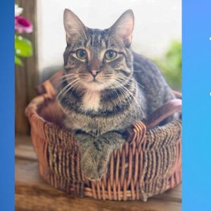 Arnold, Young Male Domestic Short Hair