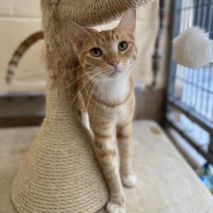 Meet Chandelier This reserved girl was rescued by SCA from a crowded apartment 
