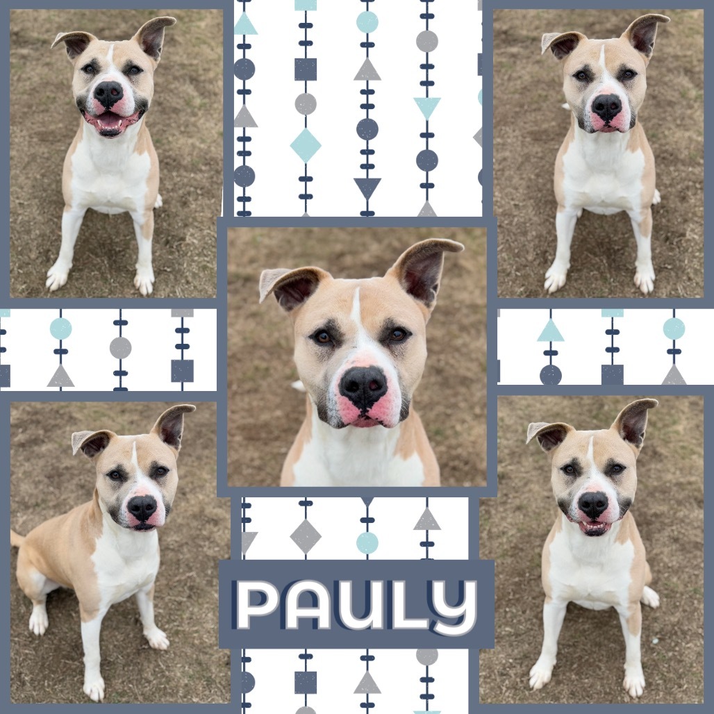 Pauly