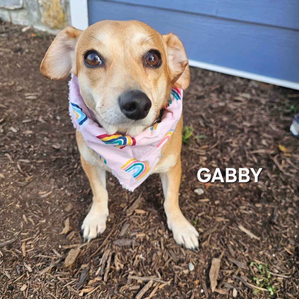 Gabby, an adoptable Pekingese, Mixed Breed in Madisonville, TN, 37354 | Photo Image 1