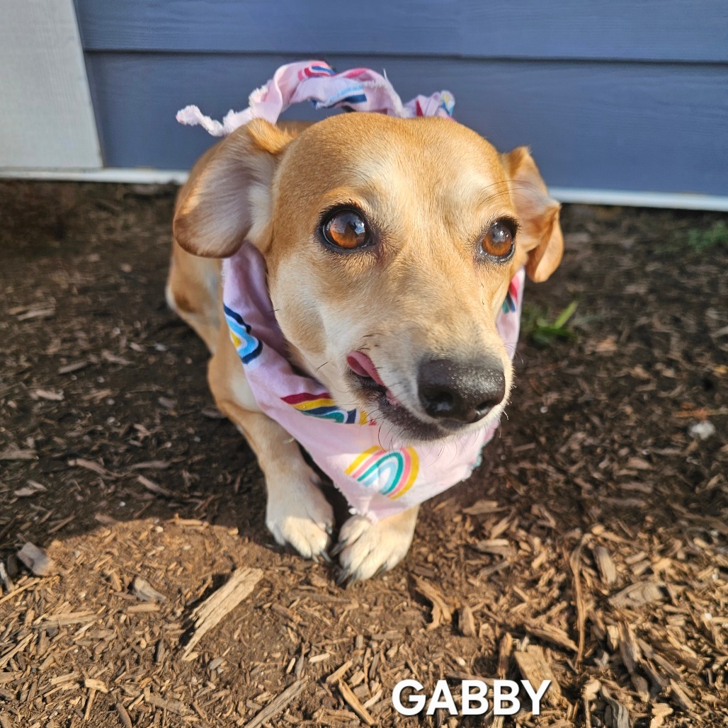 Gabby, an adoptable Pekingese, Mixed Breed in Madisonville, TN, 37354 | Photo Image 2