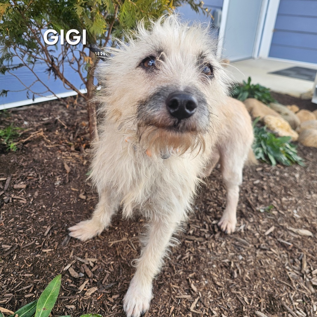 Geno, an adoptable Pekingese, Mixed Breed in Madisonville, TN, 37354 | Photo Image 1