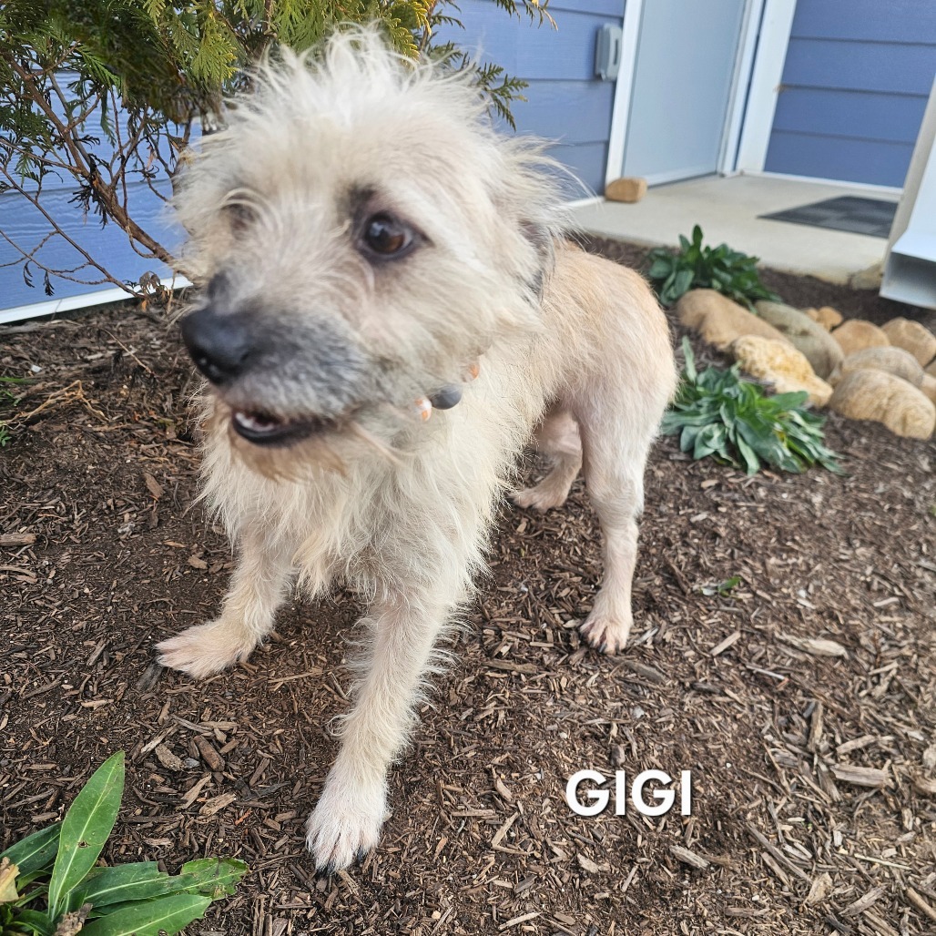 Geno, an adoptable Pekingese, Mixed Breed in Madisonville, TN, 37354 | Photo Image 2