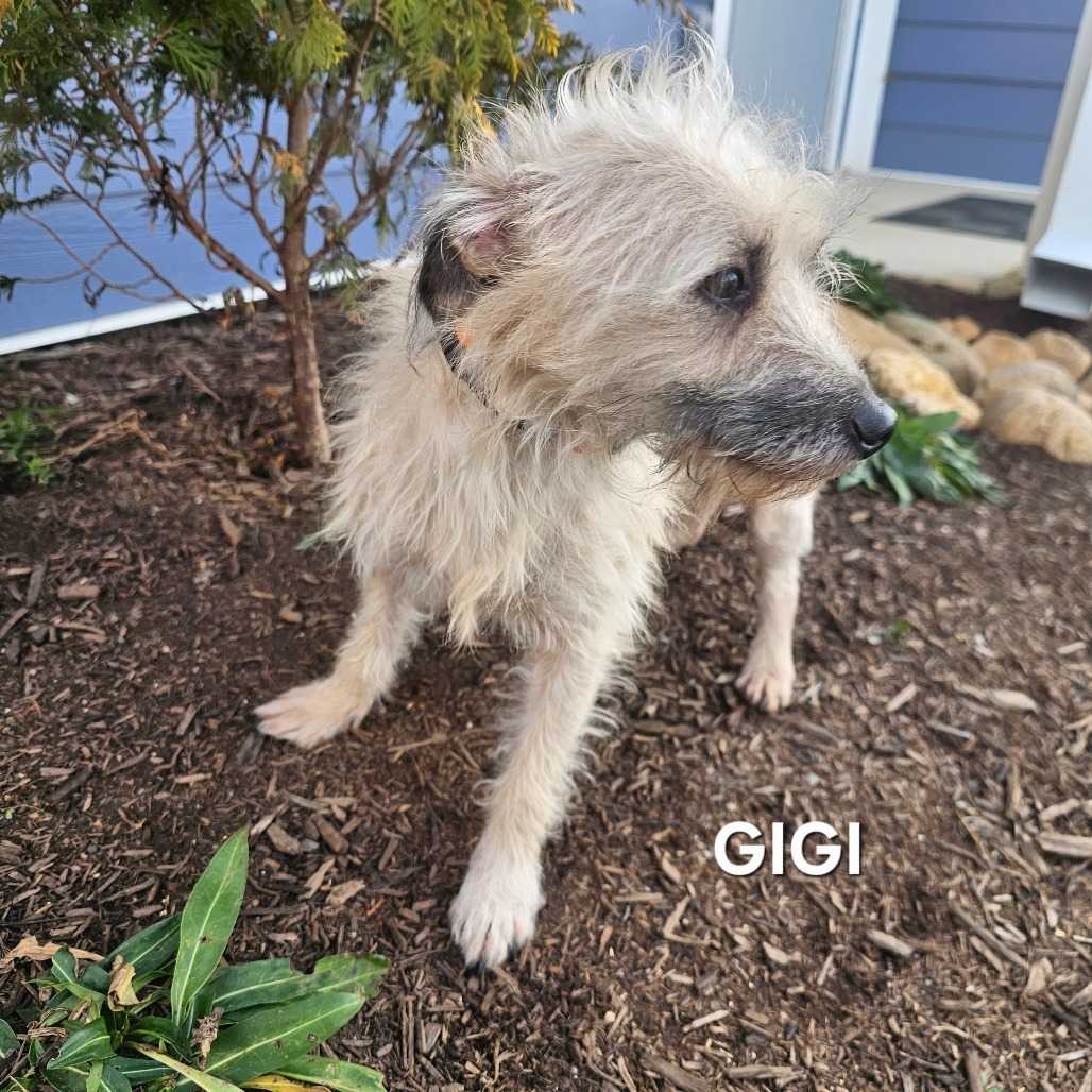 Geno, an adoptable Pekingese, Mixed Breed in Madisonville, TN, 37354 | Photo Image 3