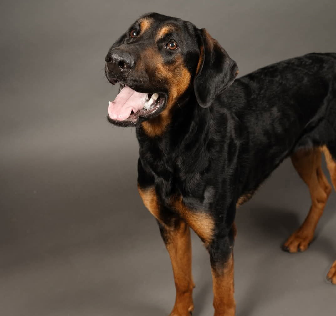 Winnie Adoption Pending