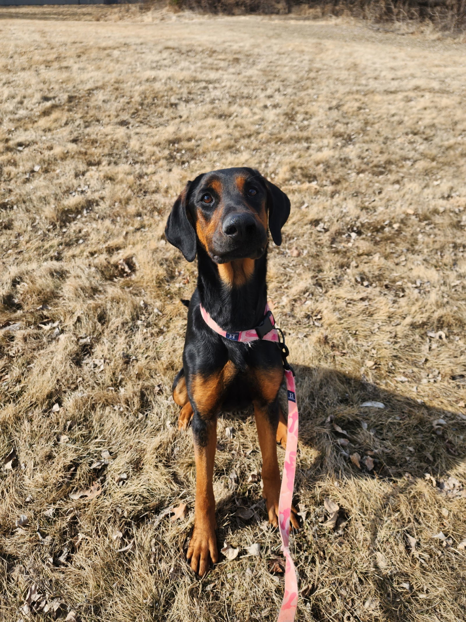Winnie Adoption Pending