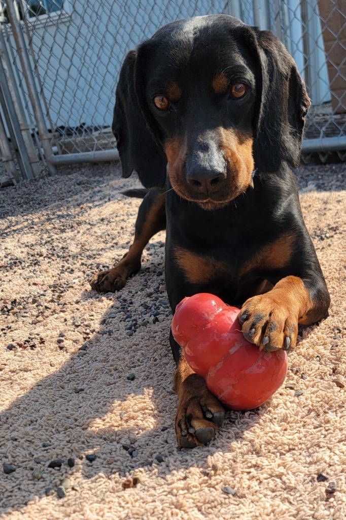 Monty, an adoptable Black and Tan Coonhound in Medford, WI, 54451 | Photo Image 1