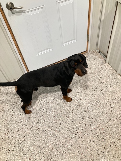 Monty, an adoptable Black and Tan Coonhound in Medford, WI, 54451 | Photo Image 2
