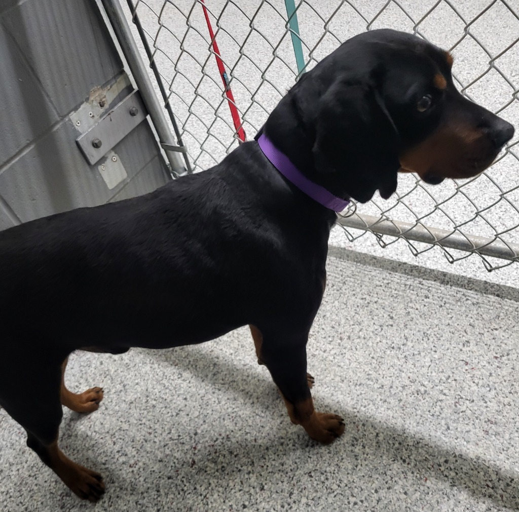 Monty, an adoptable Black and Tan Coonhound in Medford, WI, 54451 | Photo Image 3