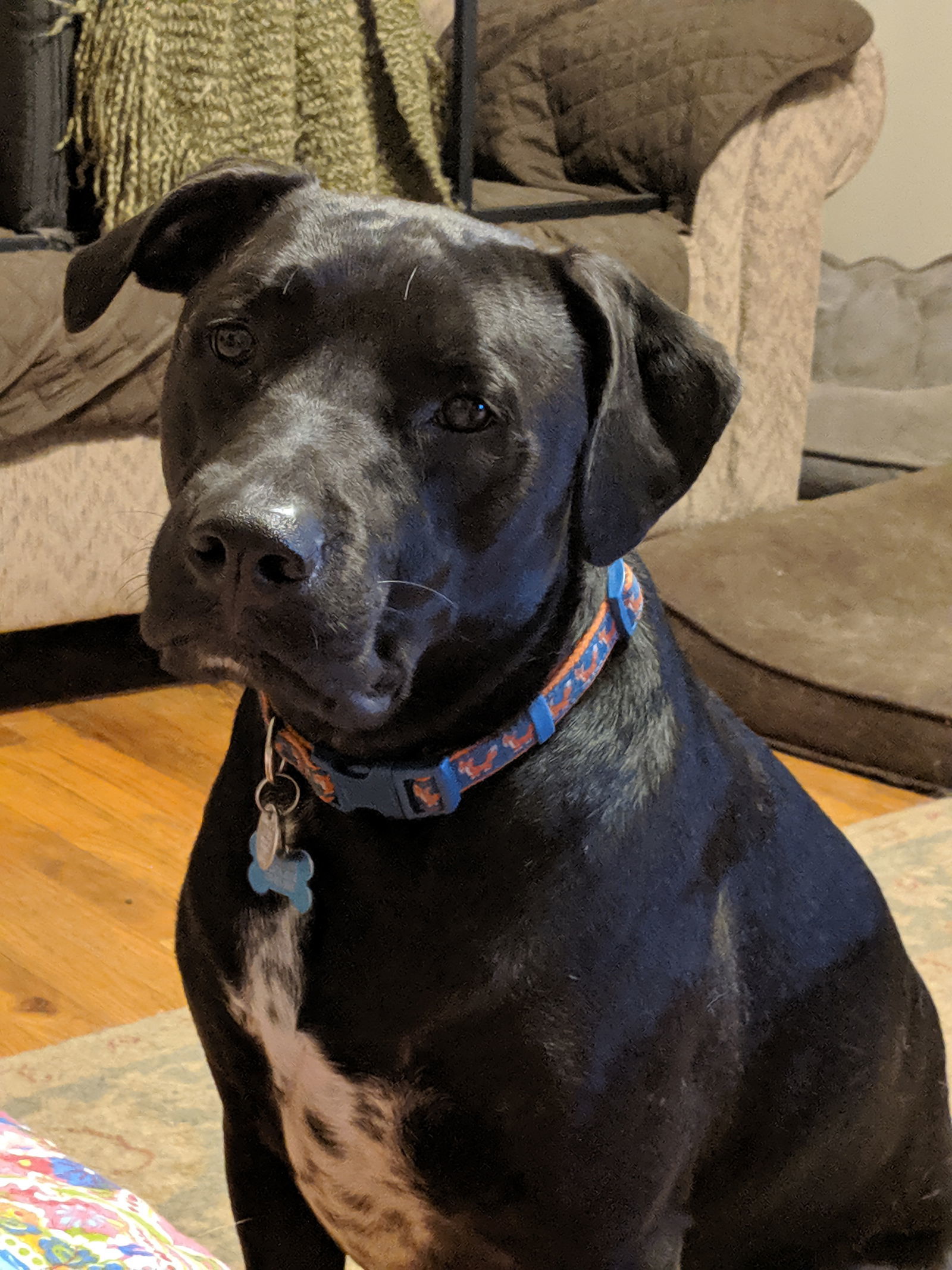 Newt, needs foster or adopter