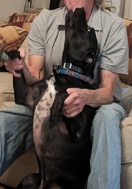 Newt, needs foster or adopter
