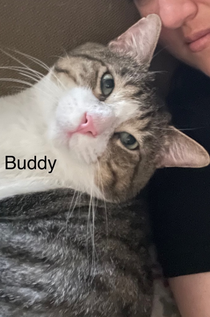 Buddy