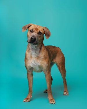 Teagan, Young Female Terrier