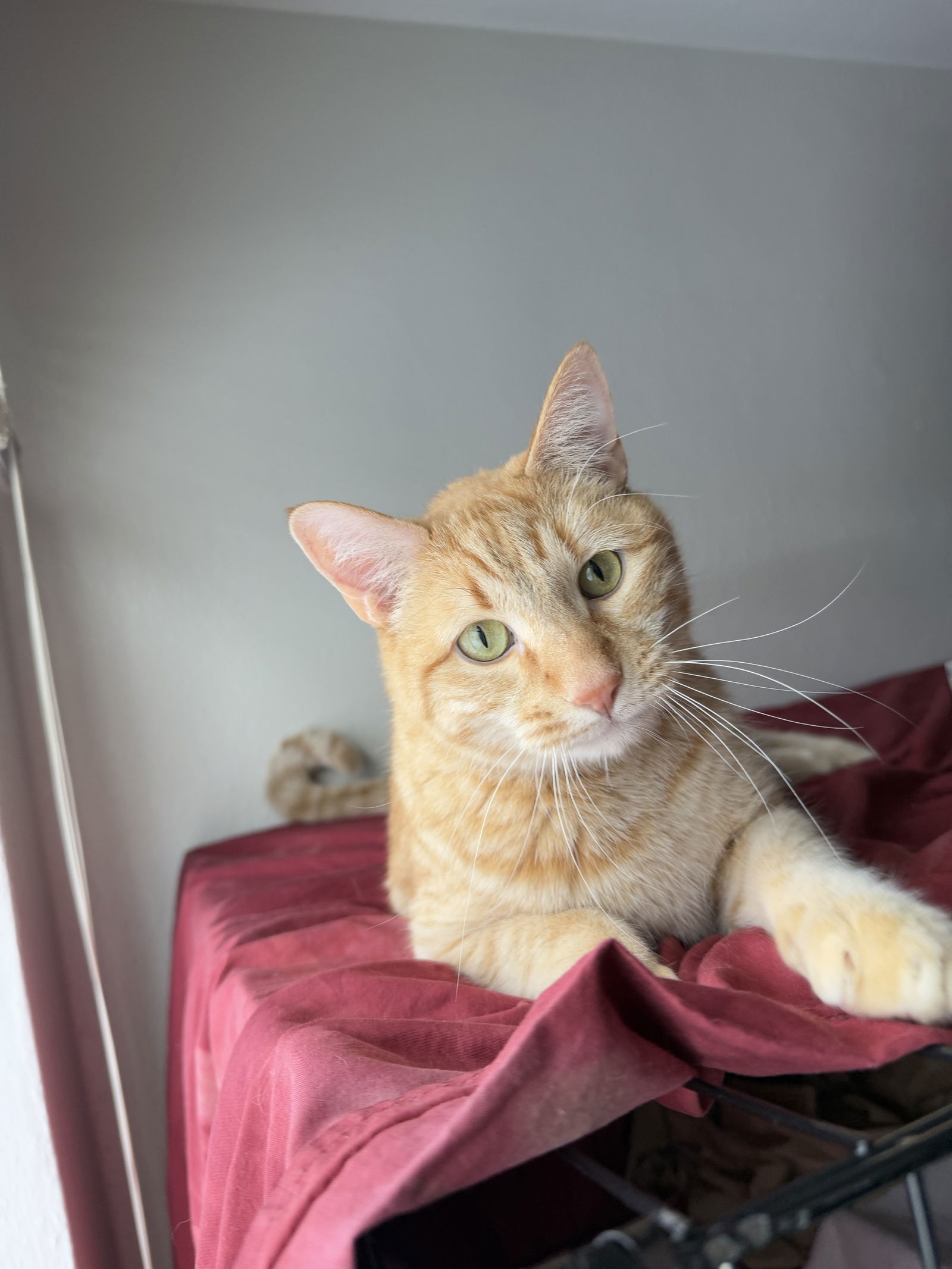 Jack, an adoptable Domestic Short Hair in Fort Collins, CO, 80524 | Photo Image 1