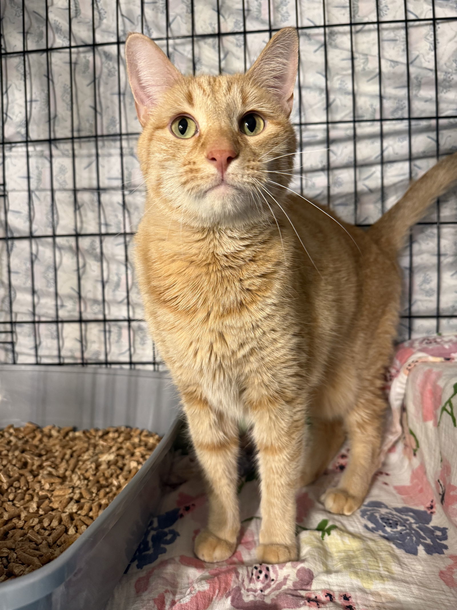 Jack, an adoptable Domestic Short Hair in Fort Collins, CO, 80524 | Photo Image 2