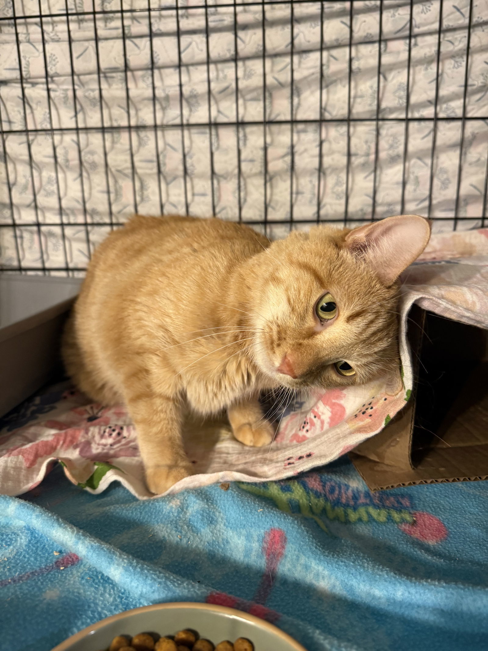 Jack, an adoptable Domestic Short Hair in Fort Collins, CO, 80524 | Photo Image 3