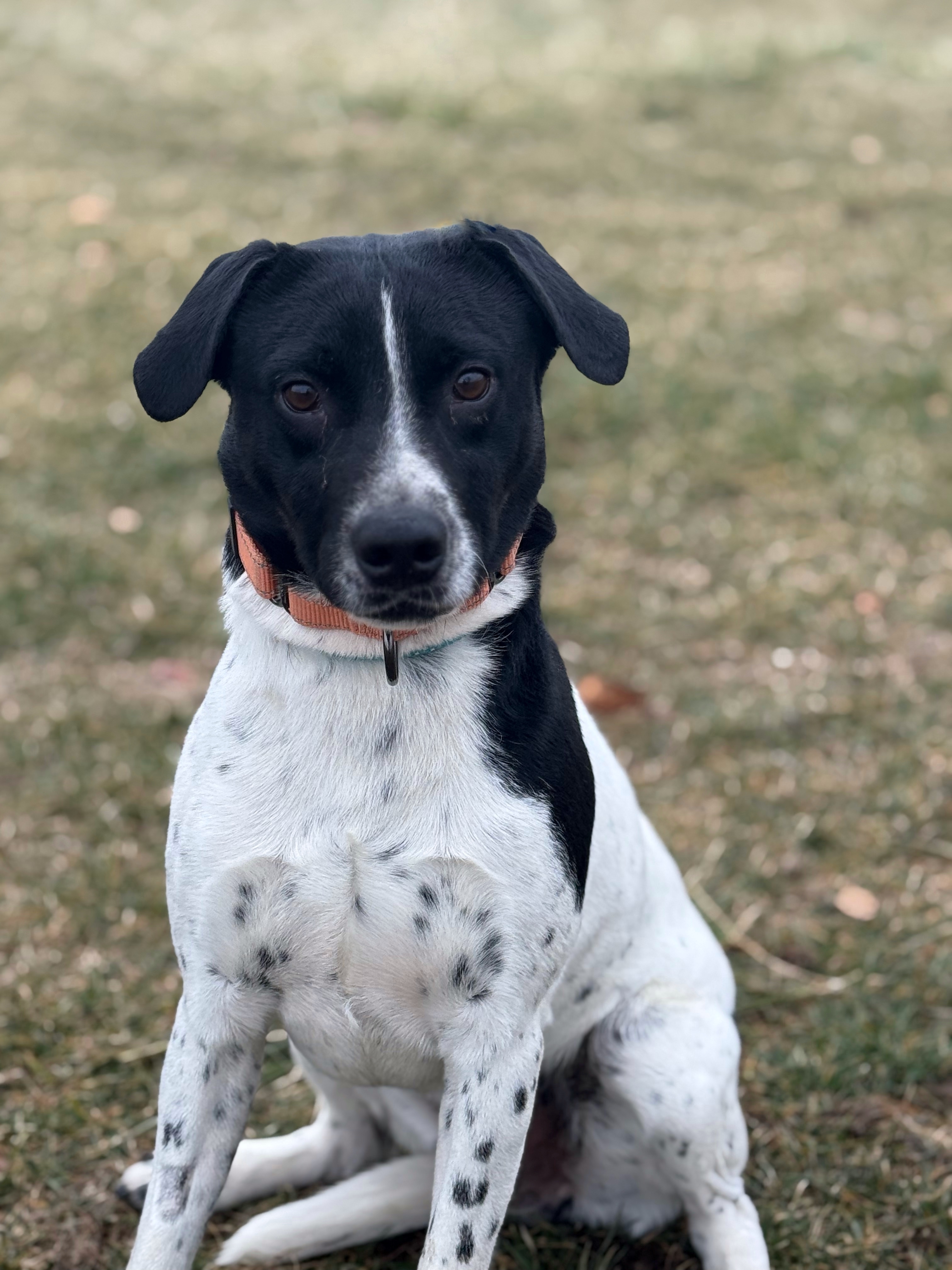 Rick, an adoptable Australian Cattle Dog / Blue Heeler in Twin Falls, ID, 83301 | Photo Image 1