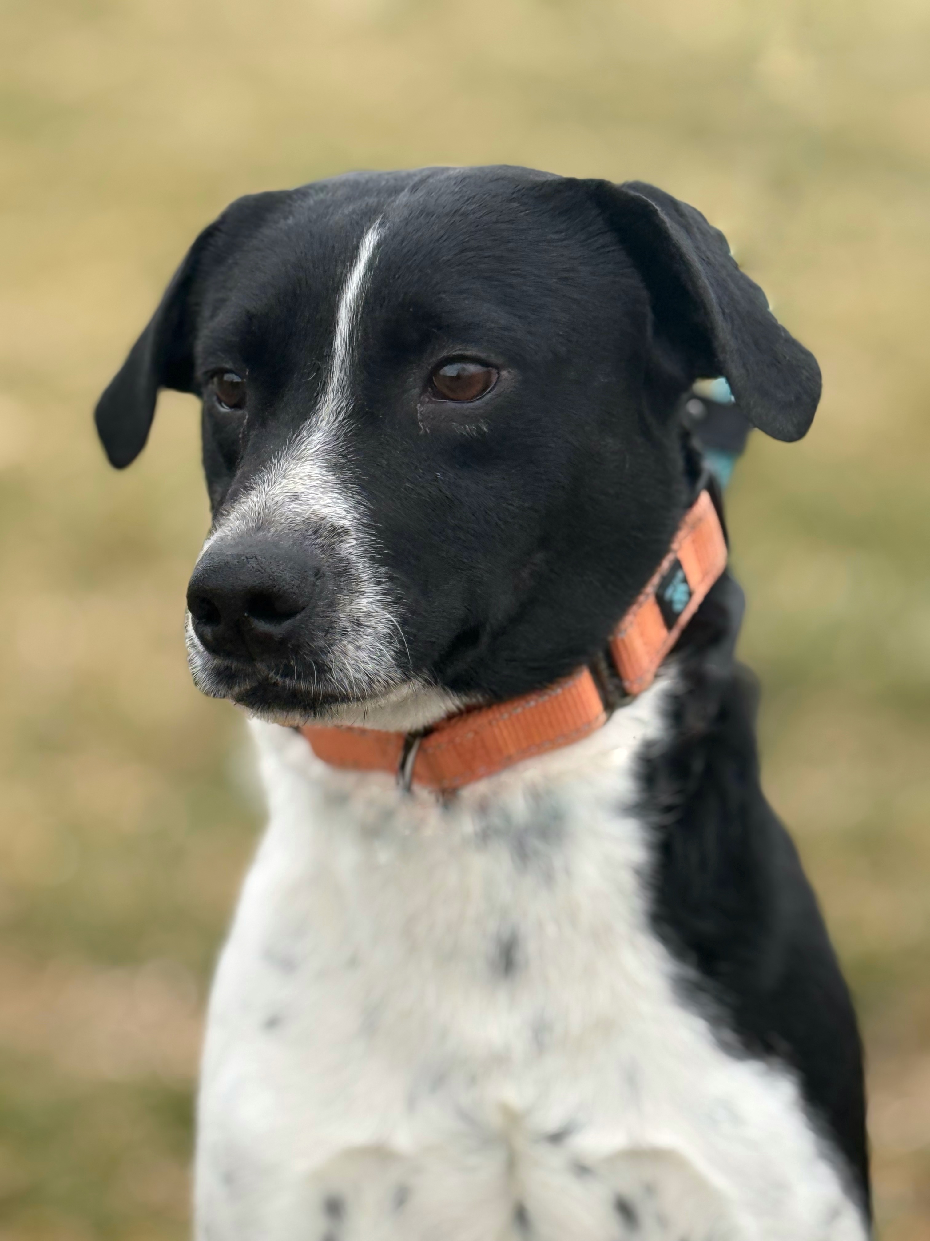 Rick, an adoptable Australian Cattle Dog / Blue Heeler in Twin Falls, ID, 83301 | Photo Image 2