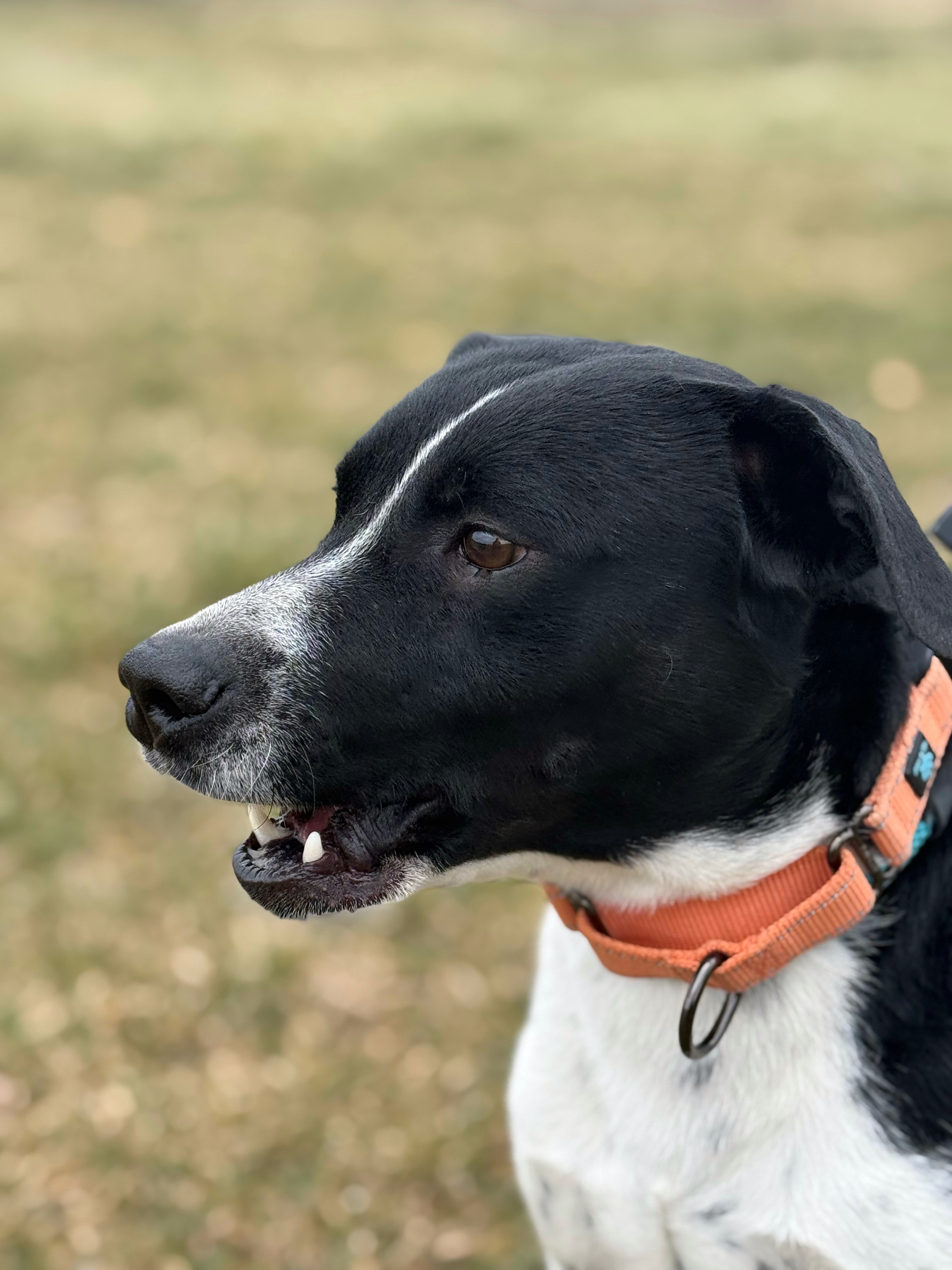 Rick, an adoptable Australian Cattle Dog / Blue Heeler in Twin Falls, ID, 83301 | Photo Image 3