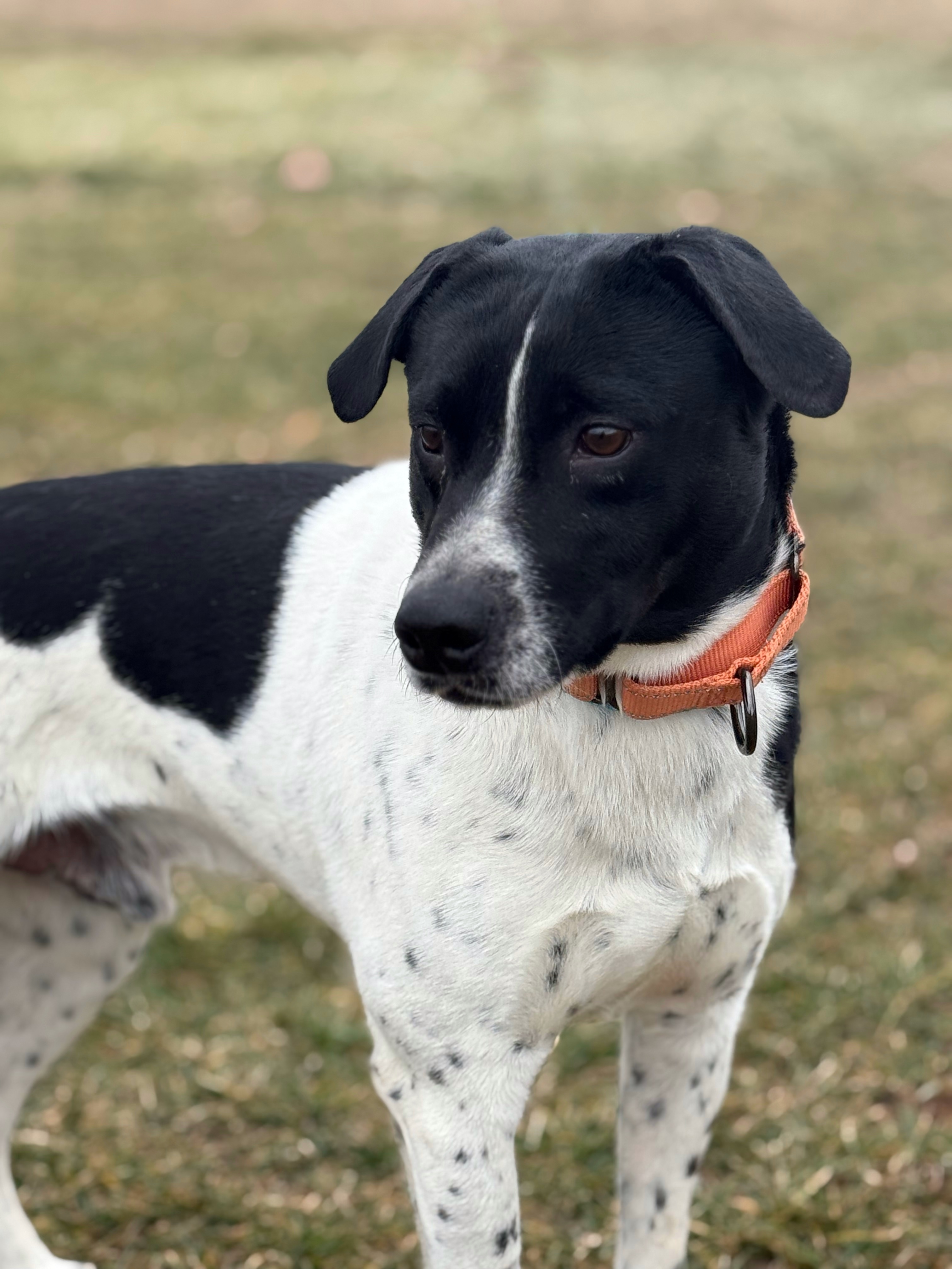 Rick, an adoptable Australian Cattle Dog / Blue Heeler in Twin Falls, ID, 83301 | Photo Image 4