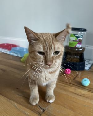Garfield, Young Male unknown