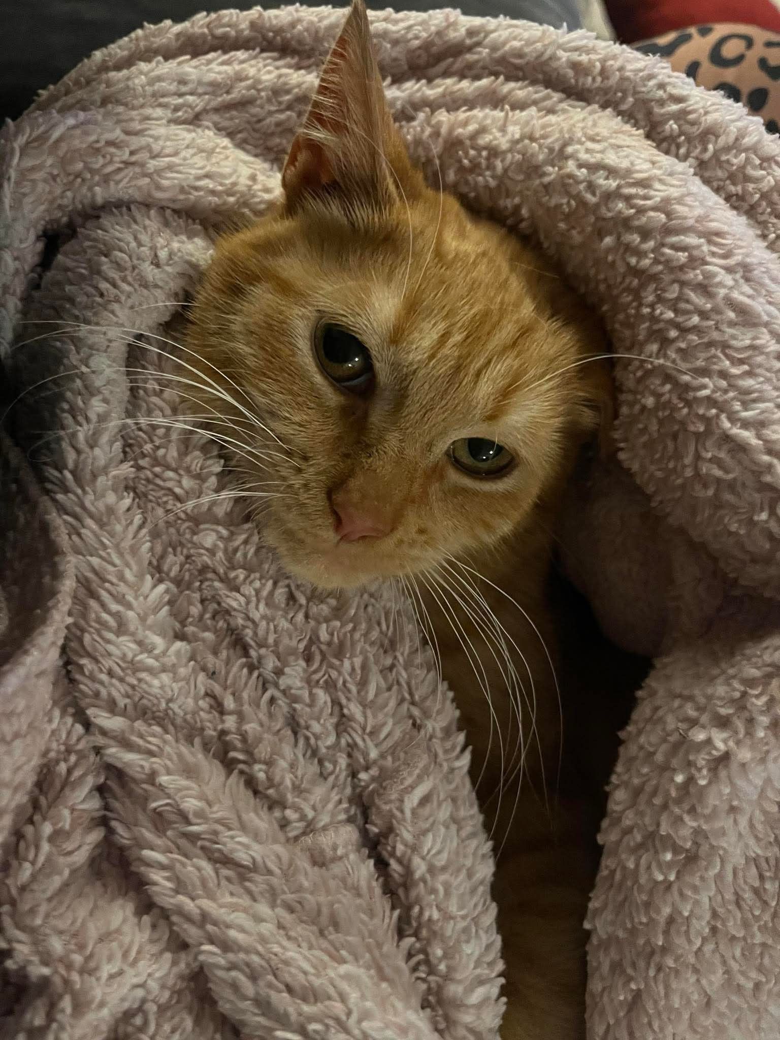 Garfield