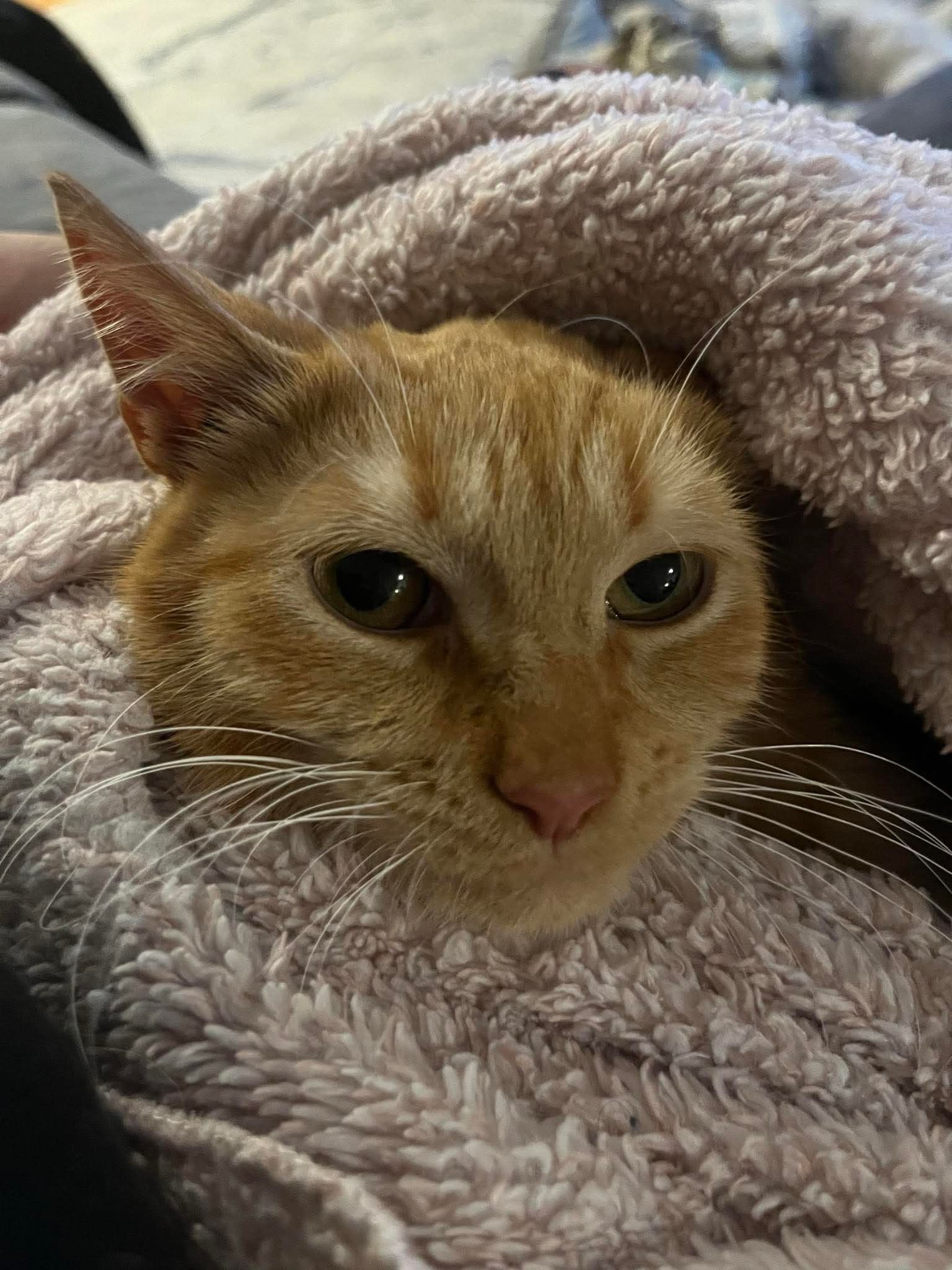 Garfield
