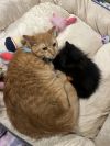 Garfield photo 3