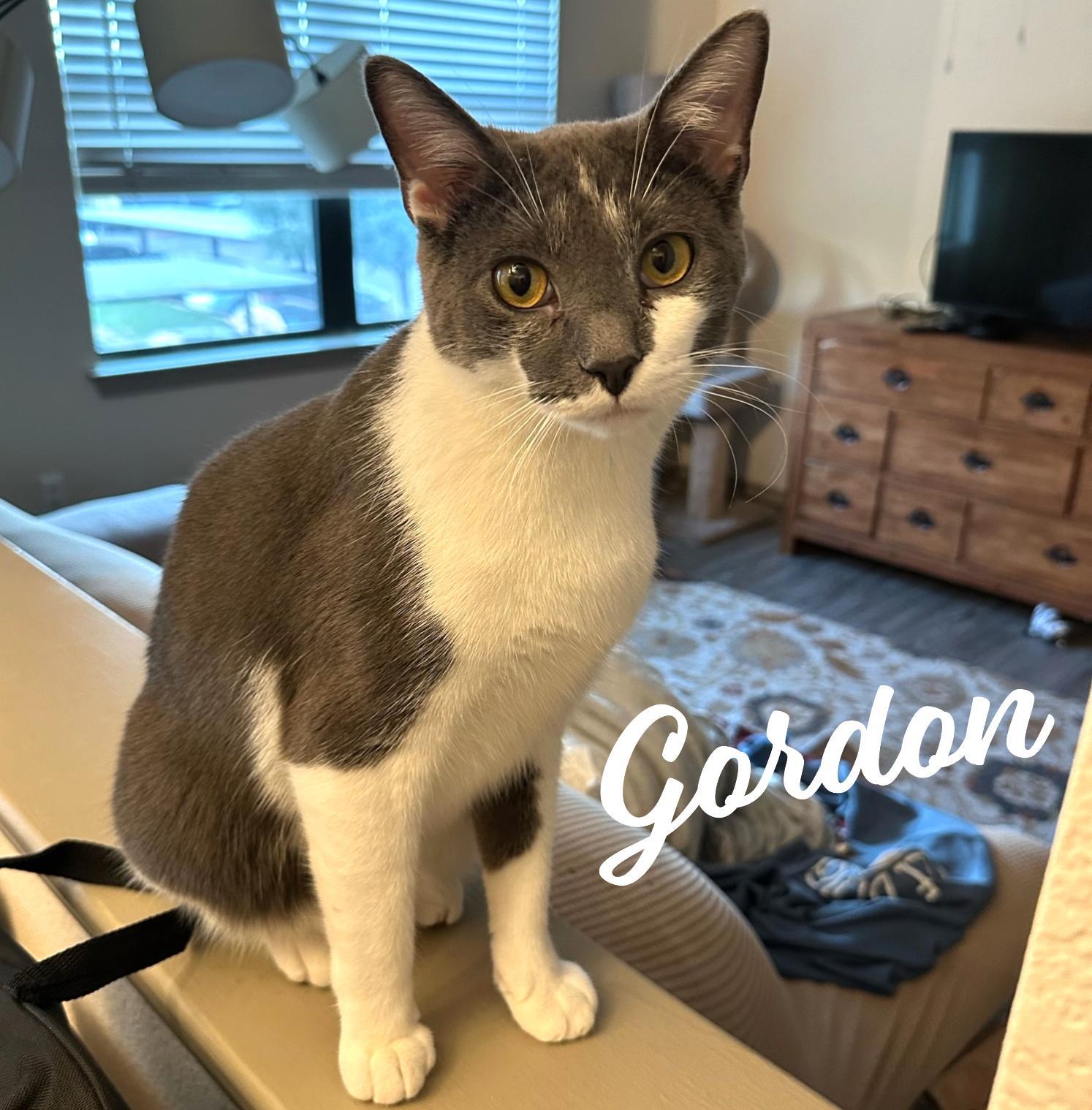 Gordon #NRGetic-tuxedo