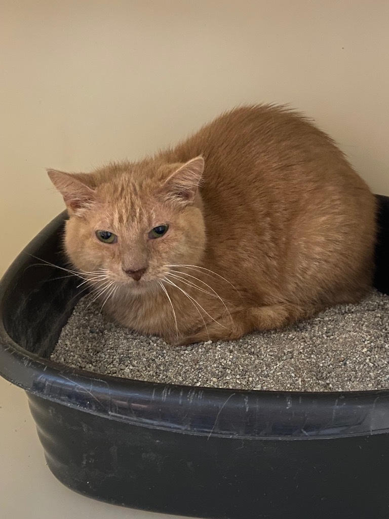 Dale, an adoptable Domestic Short Hair in Batesville, AR, 72501 | Photo Image 1