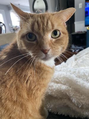 Genesis, Adult Female Domestic Short Hair