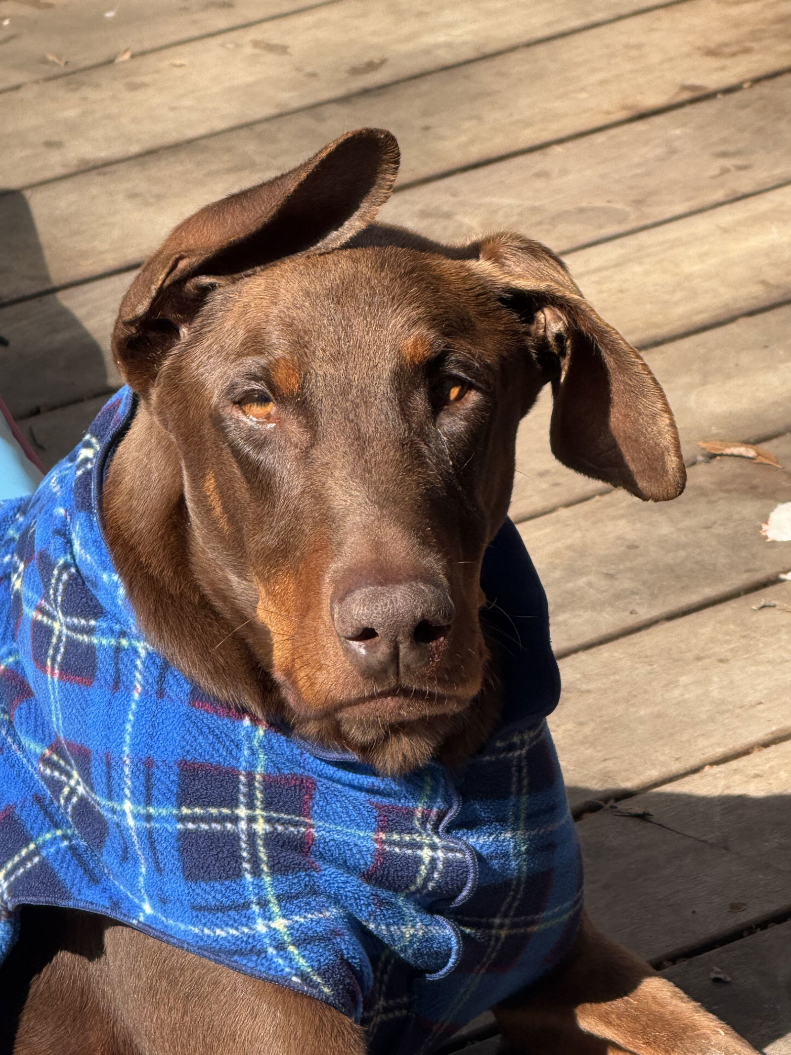 Arlo