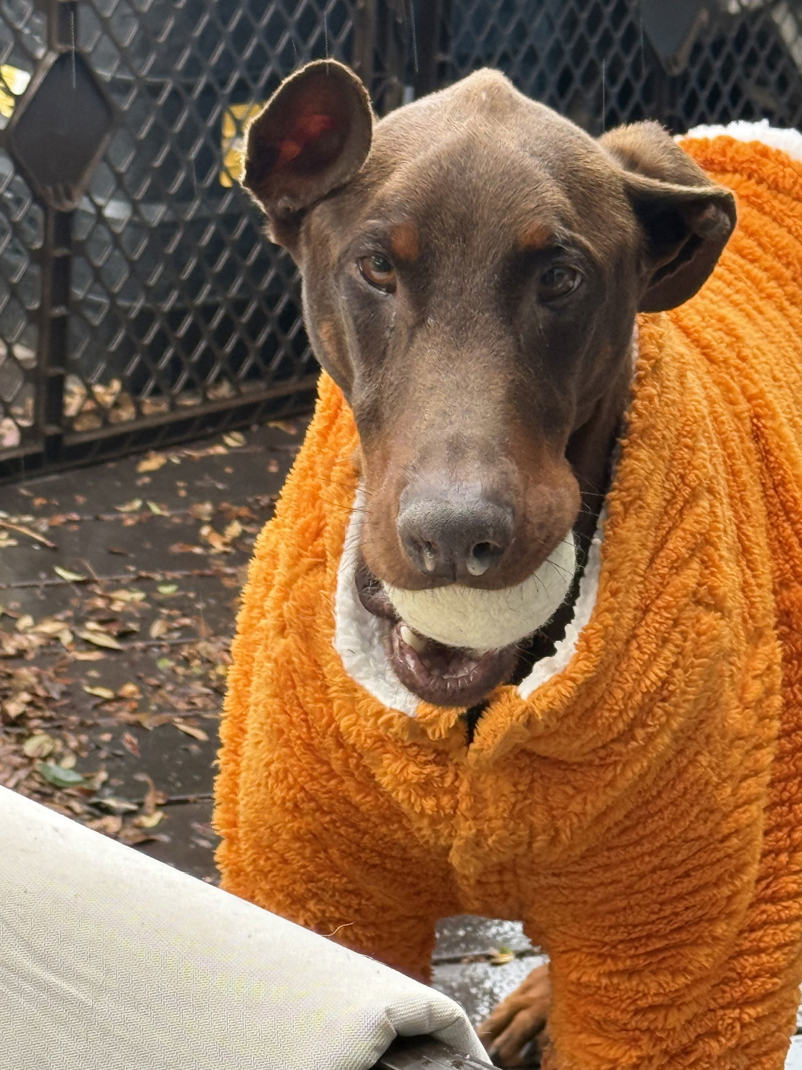 Arlo Foster Needed!, an adoptable Doberman Pinscher in Buffalo, MN, 55313 | Photo Image 2