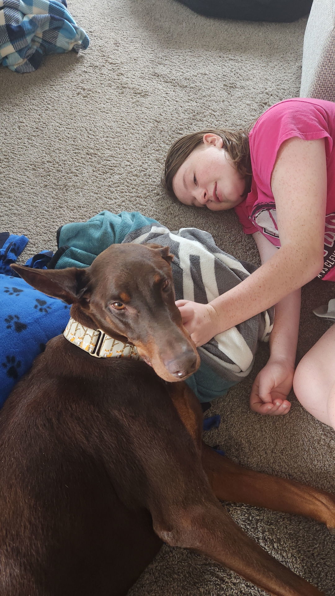 Arlo Foster Needed!, an adoptable Doberman Pinscher in Buffalo, MN, 55313 | Photo Image 3