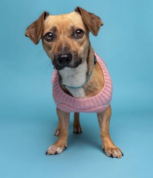All of our dogs are spayedneutered shots current DHPP Bordetella and Rabies where applicable d