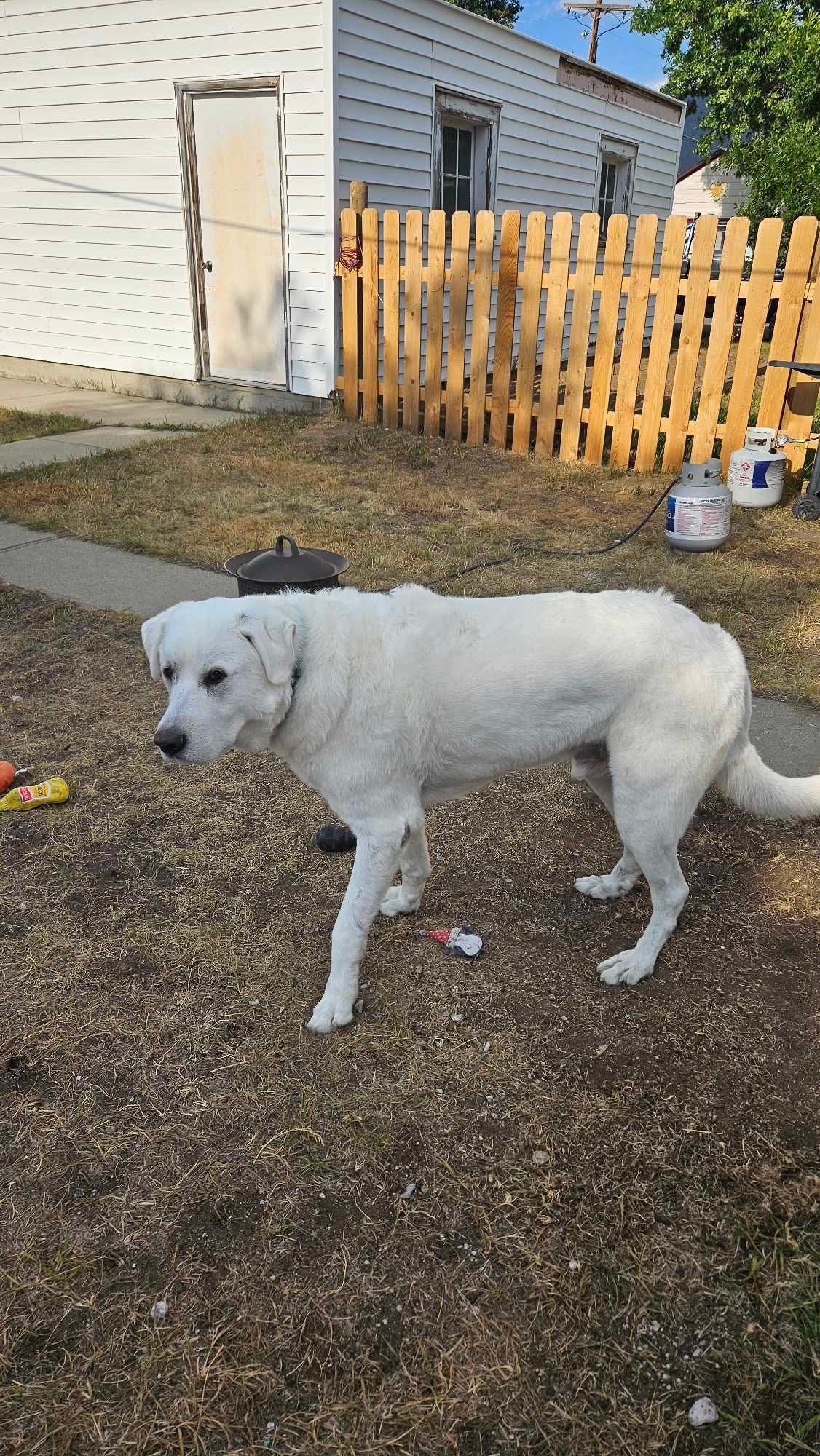 Kaiju/Glacier, an adoptable Akbash in Bountiful, UT, 84010 | Photo Image 1