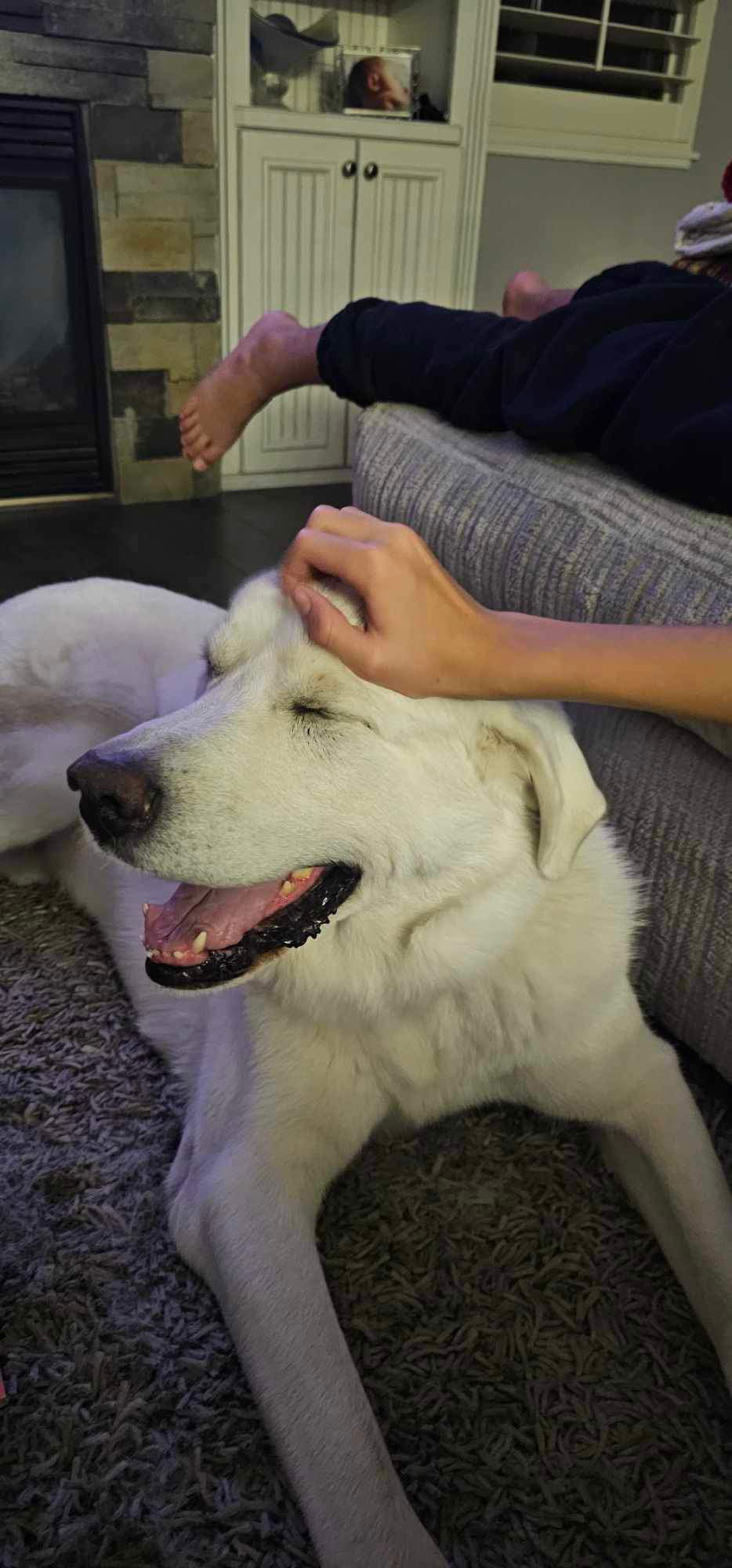 Kaiju/Glacier, an adoptable Akbash in Bountiful, UT, 84010 | Photo Image 2