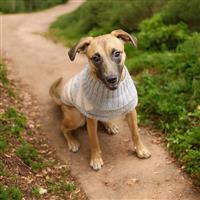 Annas Angels - Juno, an adoptable Feist in Fairfax, VA, 22030 | Photo Image 1