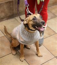 Annas Angels - Juno, an adoptable Feist in Fairfax, VA, 22030 | Photo Image 2