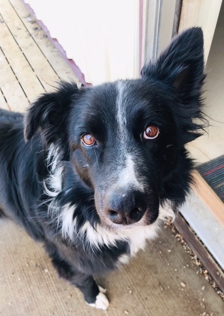 Marley, an adoptable Collie, Shepherd in Redwood Falls, MN, 56283 | Photo Image 1