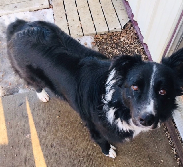 Marley, an adoptable Collie, Shepherd in Redwood Falls, MN, 56283 | Photo Image 2