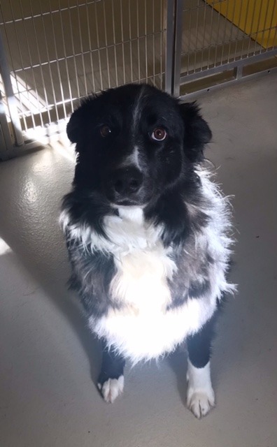 Marley, an adoptable Collie, Shepherd in Redwood Falls, MN, 56283 | Photo Image 3