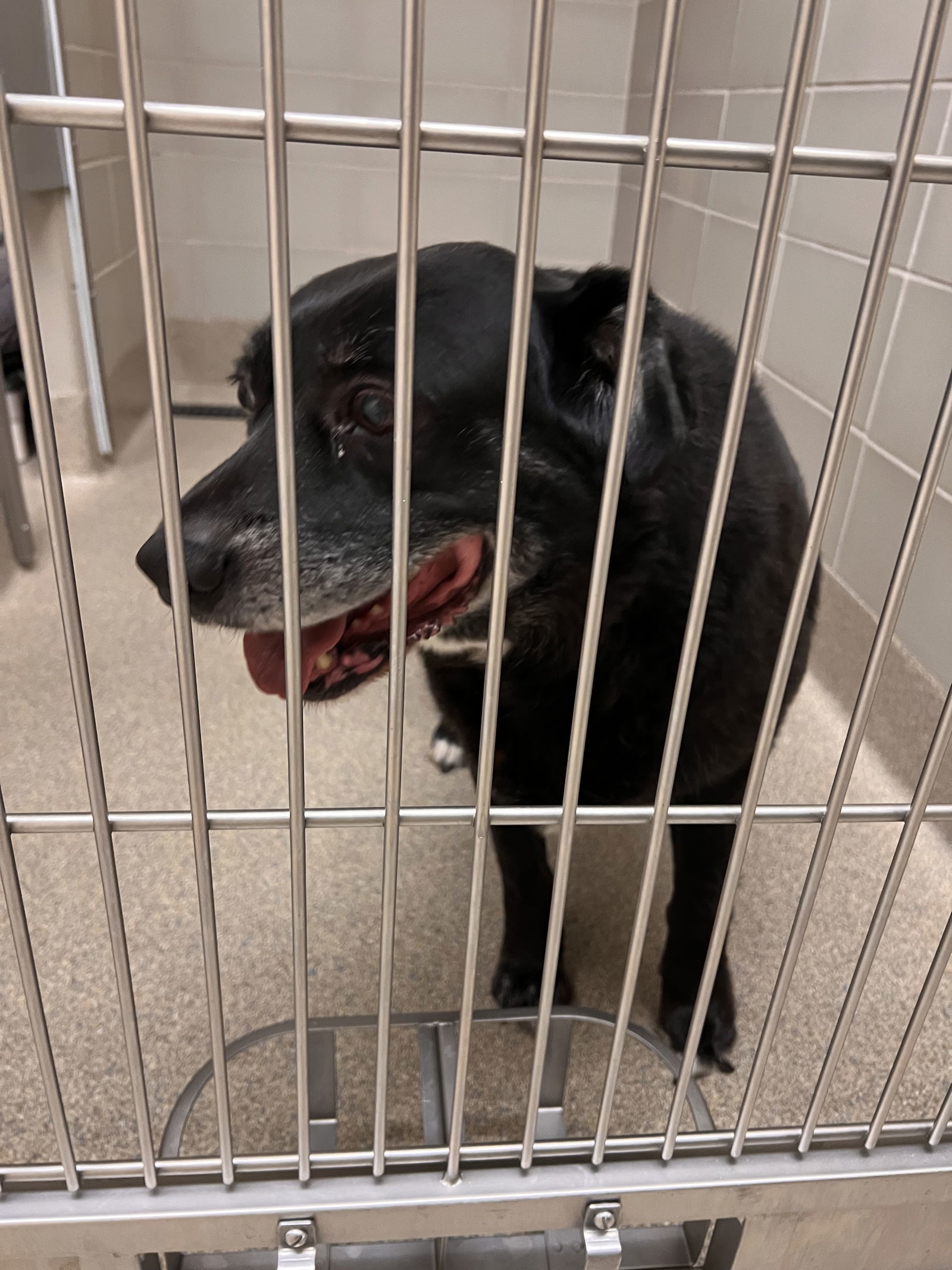2501-0656 Sport (Off Site Foster) *HOSPICE*