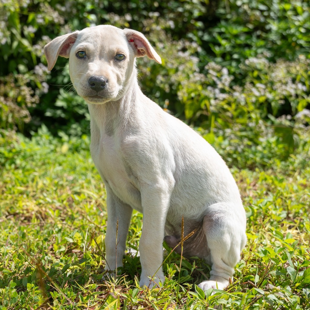 Stubby, an adoptable Affenpinscher in Mangilao, GU, 96923 | Photo Image 1